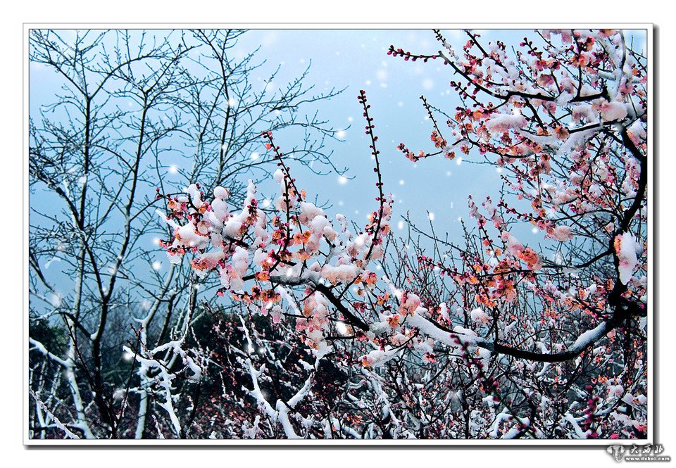 雪-----梅花山