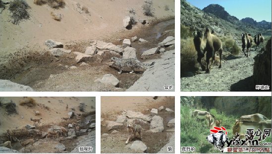 新疆罗布泊保护区首次拍到雪豹 位于阿尔金山北麓