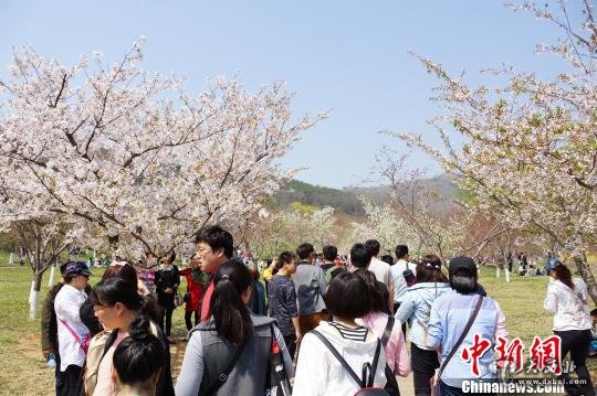 中国大连旅顺国际樱花节闭幕　杨毅　摄