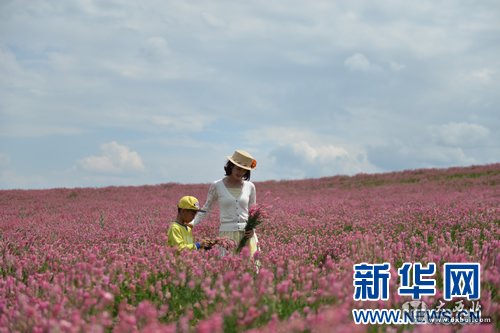 乌鲁木齐：山花烂漫迎旅游旺季