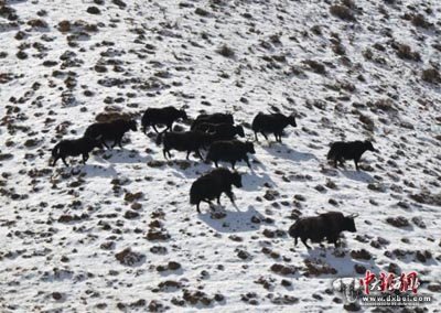 甘肃阿克塞县出现降雪，其境内哈尔腾草原珍贵野生动物成群现身路边戏雪奔腾，大批候鸟迁徙翻越海拔5000多米雪山