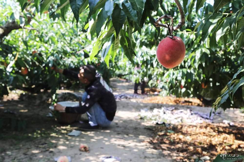 甘肃秦安：蜜桃成熟采