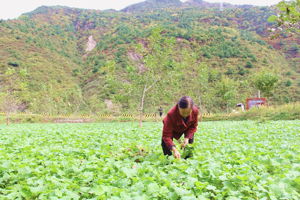 成县黄渚镇：荒地变“