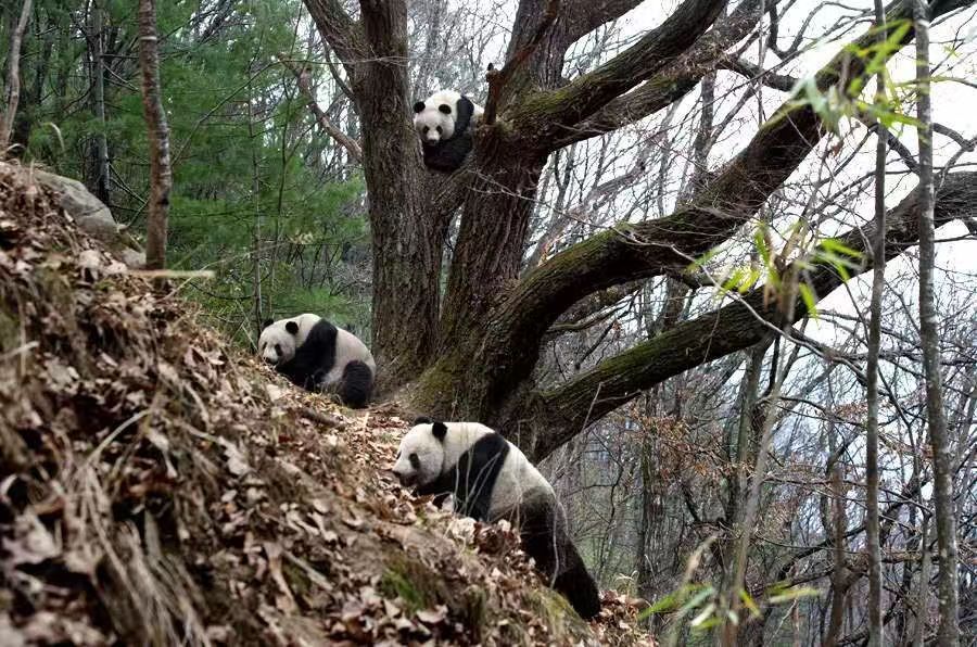 陕西佛坪:秦岭野生大熊